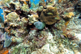 SNUBA Diving in Roatan – Beach Access